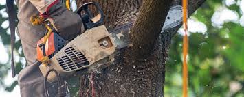 Princeton, IL Tree Removal Services Company