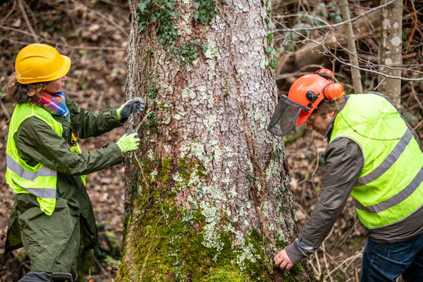 How Our Tree Care Process Works  in  Princeton, IL